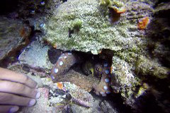    Mareste fotografia 

WeDive - Grecia 2016