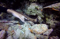    Mareste fotografia 

WeDive - Grecia 2016