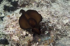    Mareste fotografia 

WeDive - Grecia 2016