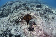    Mareste fotografia 

WeDive - Grecia 2016