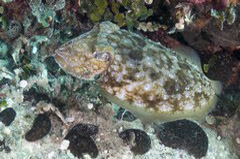    Mareste fotografia 

WeDive - Grecia 2016