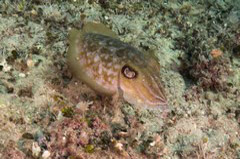    Mareste fotografia 

WeDive - Grecia 2016