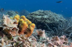    Mareste fotografia 

WeDive - Grecia 2016