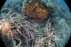    Mareste fotografia 

WeDive - Grecia 2016