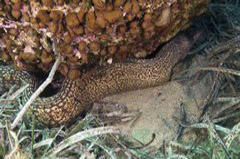    Mareste fotografia 

WeDive - Grecia 2016