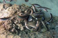    Mareste fotografia 

WeDive - Grecia 2016