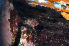    Mareste fotografia 

WeDive - Grecia 2016