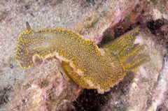    Mareste fotografia 

WeDive - Grecia 2016