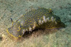    Mareste fotografia 

WeDive - Grecia 2016