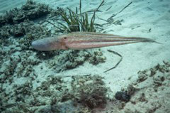    Mareste fotografia 

WeDive - Grecia 2016