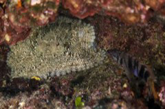    Mareste fotografia 

WeDive - Grecia 2016