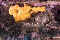    Mareste fotografia 

WeDive - Grecia 2016