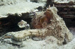    Mareste fotografia 

WeDive - Grecia 2016