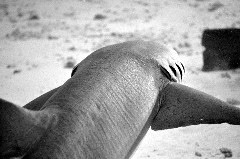    Mareste fotografia 

WeDive - Maldive 2017