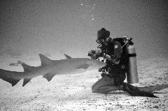    Mareste fotografia 

WeDive - Maldive 2017