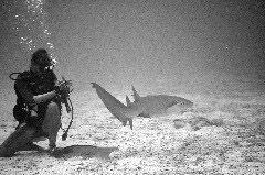    Mareste fotografia 

WeDive - Maldive 2017