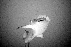    Mareste fotografia 

WeDive - Maldive 2017