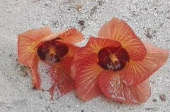    Mareste fotografia 

WeDive - Maldive 2017