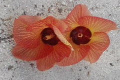    Mareste fotografia 

WeDive - Maldive 2017