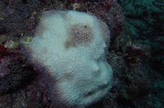    Mareste fotografia 

WeDive - Maldive 2017