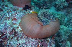    Mareste fotografia 

WeDive - Maldive 2017