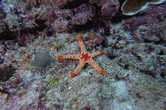    Mareste fotografia 

WeDive - Maldive 2017