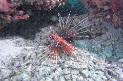    Mareste fotografia 

WeDive - Maldive 2017