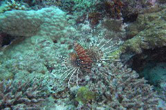    Mareste fotografia 

WeDive - Maldive 2017