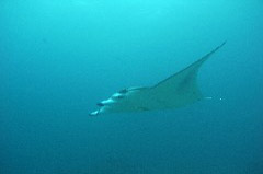    Mareste fotografia 

WeDive - Maldive 2017