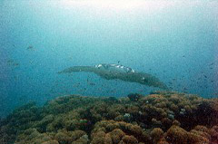    Mareste fotografia 

WeDive - Maldive 2017