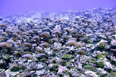    Mareste fotografia 

WeDive - Maldive 2017