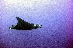    Mareste fotografia 

WeDive - Maldive 2017