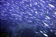    Mareste fotografia 

WeDive - Maldive 2017