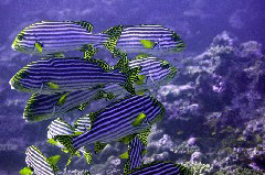    Mareste fotografia 

WeDive - Maldive 2017