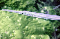    Mareste fotografia 

WeDive - Maldive 2017