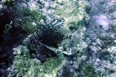    Mareste fotografia 

WeDive - Maldive 2017