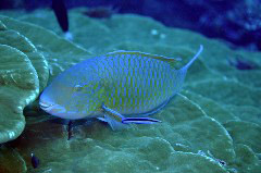    Mareste fotografia 

WeDive - Maldive 2017