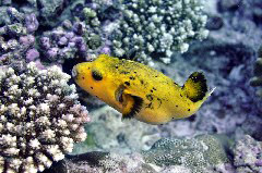    Mareste fotografia 

WeDive - Maldive 2017