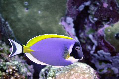    Mareste fotografia 

WeDive - Maldive 2017