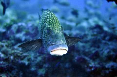    Mareste fotografia 

WeDive - Maldive 2017