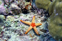    Mareste fotografia 

WeDive - Maldive 2017