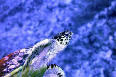    Mareste fotografia 

WeDive - Maldive 2017