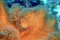    Mareste fotografia 

WeDive - Maldive 2017