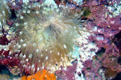    Mareste fotografia 

WeDive - Maldive 2017