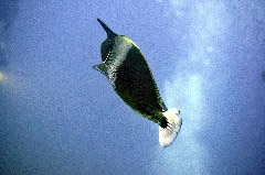    Mareste fotografia 

WeDive - Maldive 2017