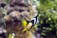    Mareste fotografia 

WeDive - Maldive 2017