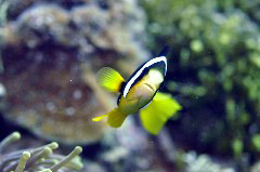    Mareste fotografia 

WeDive - Maldive 2017