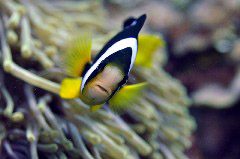    Mareste fotografia 

WeDive - Maldive 2017