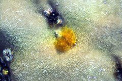    Mareste fotografia 

WeDive - Maldive 2017