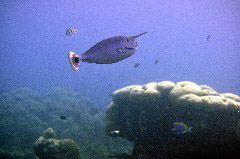    Mareste fotografia 

WeDive - Maldive 2017